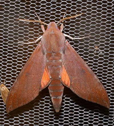 Adult of Dahira rubiginosa fukienensis, Jiucailing, Guizhou, China. Photo: &copy; Viktor Sinjaev.