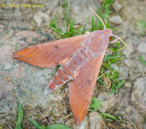 Adult of Dahira rubiginosa fukienensis, Kuocang Mountain Nature Reserve, Zhejiang, China, 18.v.2016. Photo: &copy; Chen Chuntang.