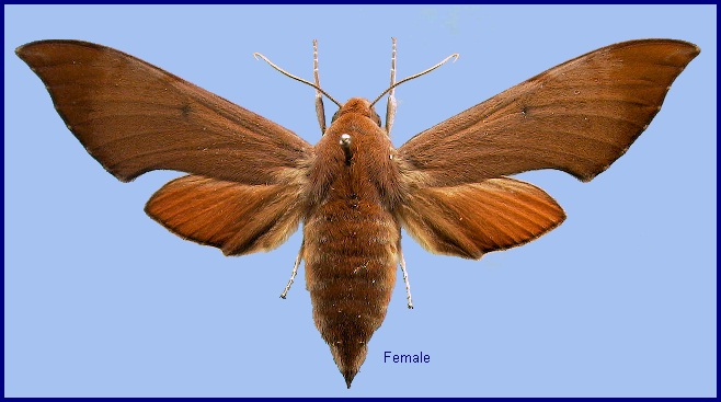 Female Dahira rubiginosa fukienensis. Photo: &copy; NHMUK