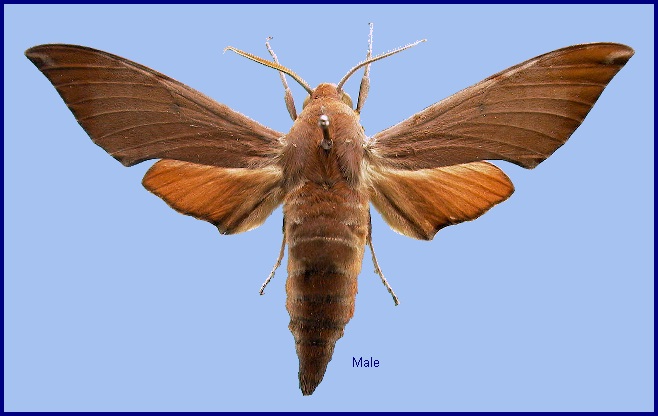 Male Dahira rubiginosa fukienensis. Photo: &copy; NHMUK