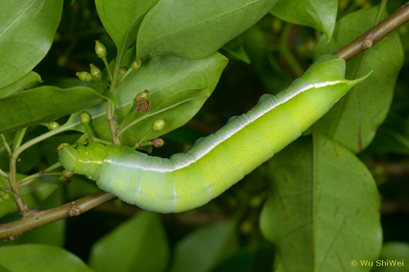Full-grown unmarked green larva of Dahira rubiginosa fukienensis, Taiwan. Photo: &copy; Wu ShiWei.