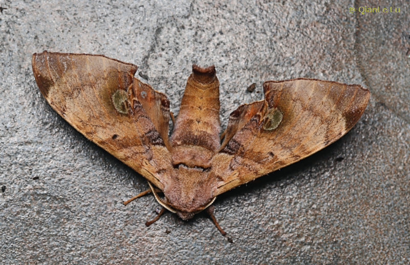 Male Daphnusa sinocontinentalis, Jianfengling, Hainan, China, 4.v.2024. Photo: &copy; QianLe Lu.