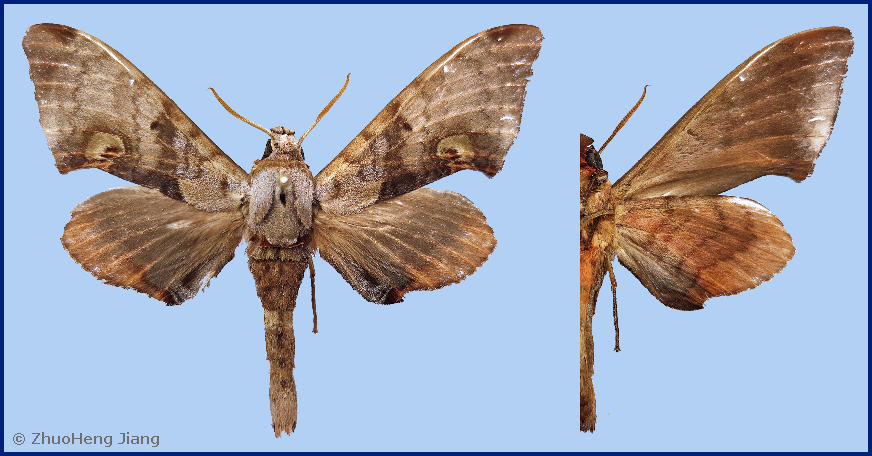 Male Daphnusa sinocontinentalis, Jianfengling, Hainan, China, leg. QianLe Lu. Photo: &copy; ZhuoHeng Jiang.