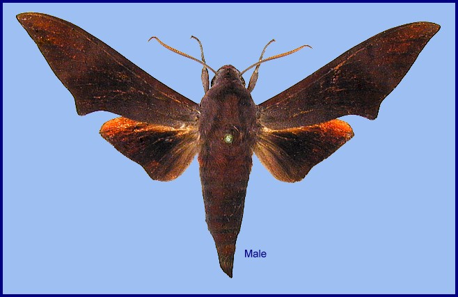 Male Dahira svetsinjaevae (upperside), Dayao Shan, Guangxi, China. Photo: &copy; Ronald Brechlin