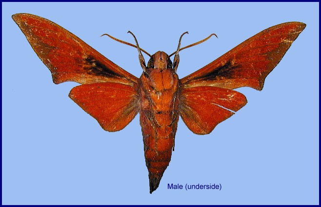 Male Dahira svetsinjaevae (underside), Dayao Shan, Guangxi, China. Photo: &copy; Ronald Brechlin