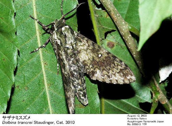 Disturbed Dolbina tancrei, Japan. Photo: &copy; Kenichiro Nakao.