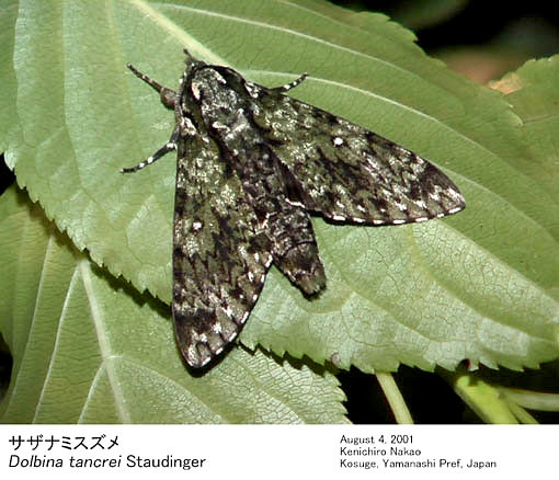 Resting Dolbina tancrei, Japan. Photo: &copy; Kenichiro Nakao.