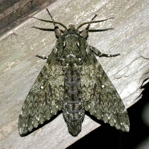 Disturbed Dolbina tancrei, Japan. Photo: &copy; Izumi Kimura.