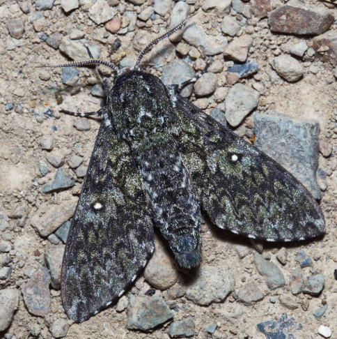 Male Dolbina tancrei, Livadia, near Anisimovka, Primorskiy Krai, Russian Far East, 16.07.2014. Photo: &copy; Evgenij Komarov.