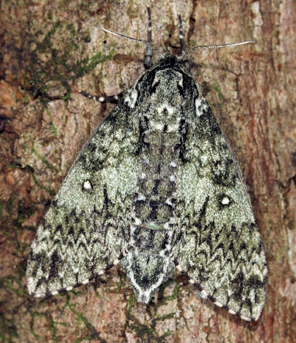 Female Dolbina tancrei, Anisimovka, Scotovsky District, Primorskiy Krai, Russian Far East. Photo: &copy; Jean Haxaire.