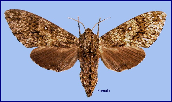 Female Dolbina tancrei. Photo: &copy; NHMUK