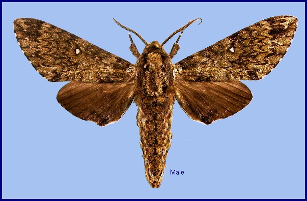 Male Dolbina tancrei. Photo: &copy; NHMUK