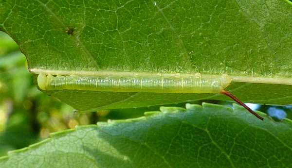 First instar larva of Dolbina tancrei, Yazu, Tottori Prefecture, Honshu, Japan. Photo: &copy; Tony Pittaway.