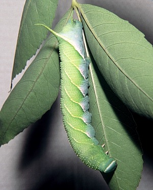 Full-grown apple-green larva of Dolbina tancrei, Chengde, Hebei, China. Photo: &copy; Tony Pittaway
