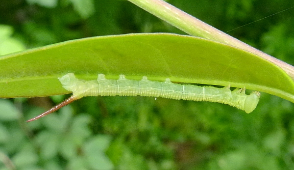 Early second instar larva of Dolbina tancrei, Yazu, Tottori Prefecture, Honshu, Japan. Photo: &copy; Tony Pittaway.