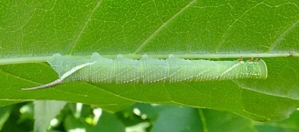 Third instar larva of Dolbina tancrei, Yazu, Tottori Prefecture, Honshu, Japan. Photo: &copy; Tony Pittaway.