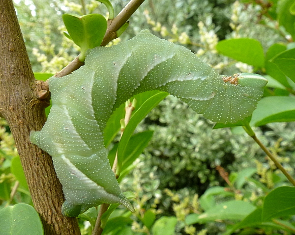 Full-grown blue-grey larva of Dolbina tancrei with short horn, Yazu, Tottori Prefecture, Honshu, Japan. Photo: &copy; Tony Pittaway.