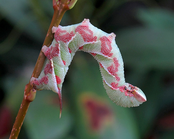 Full-grown blotched larva of Dolbina tancrei, Yazu, Tottori Prefecture, Honshu, Japan. Photo: &copy; Gary Saunders.