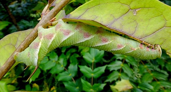 Full-grown blotched larva of Dolbina tancrei with secondary horn, Yazu, Tottori Prefecture, Honshu, Japan. Photo: &copy; Tony Pittaway.