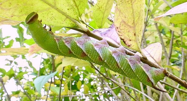 Full-grown blotched larva of Dolbina tancrei, Yazu, Tottori Prefecture, Honshu, Japan. Photo: &copy; Tony Pittaway.