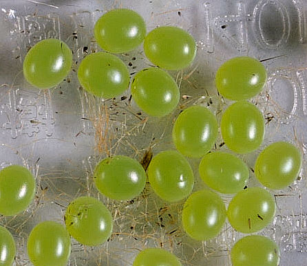 Eggs of Dolbina tancrei, Japan. Photo: &copy; Inoue Takashi.