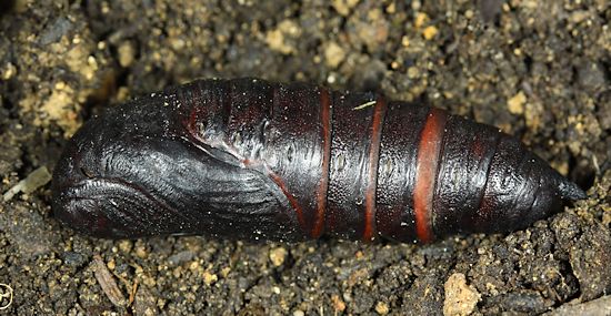 Pupa of Dolbina tancrei, Anisimovka, Scotovsky District, Primorskiy Krai, Russian Far East. Photo: &copy; Jean Haxaire.