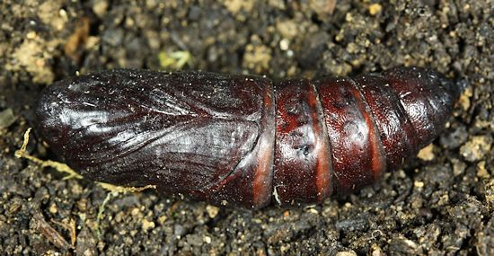 Pupa of Dolbina tancrei, Anisimovka, Scotovsky District, Primorskiy Krai, Russian Far East. Photo: &copy; Jean Haxaire.