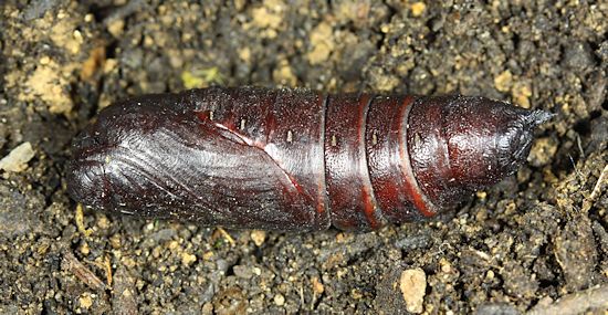 Pupa of Dolbina tancrei, Anisimovka, Scotovsky District, Primorskiy Krai, Russian Far East. Photo: &copy; Jean Haxaire.