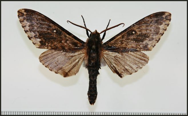 Male Dolbina tibetana, Qamdo valley, Tibet, China [HOLOTYPE]. Photo: &copy; Ronald Brechlin, SphingidaeTaxonomic Inventory, http://sphingidae.myspecies.info/.