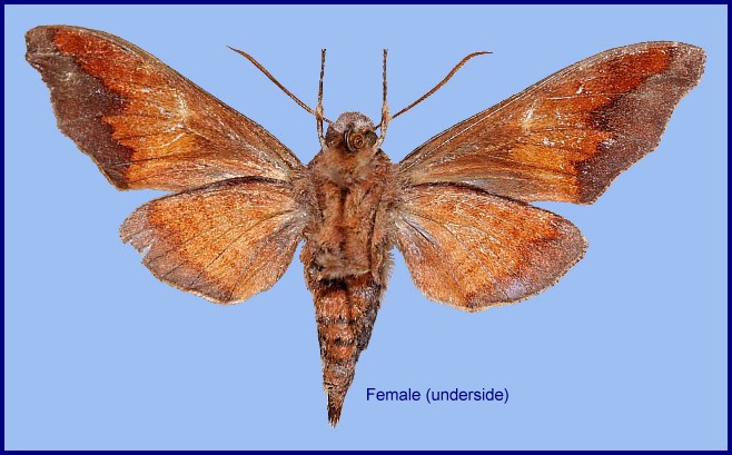 Female Dahira uljanae (underside), Taibai Shan, Shaanxi, China. Photo: &copy; Ronald Brechlin