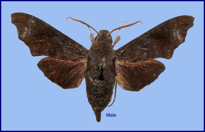 Male Dahira viksinjaevi (upperside), Dayao Shan, Guangxi, China. Photo: &copy; Ronald Brechlin