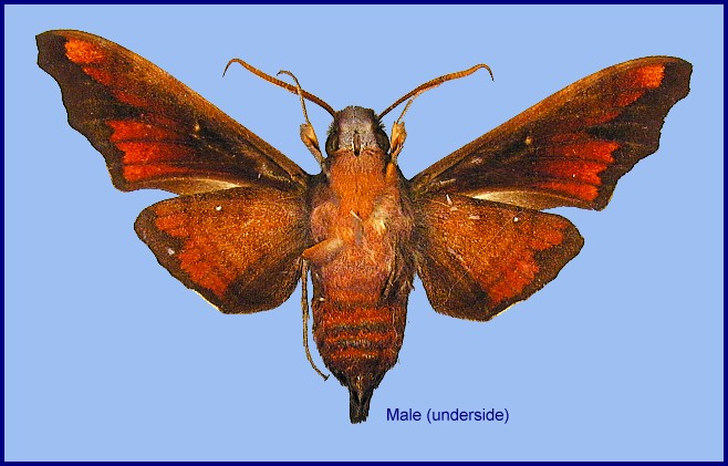 Male Dahira viksinjaevi (underside), Dayao Shan, Guangxi, China. Photo: &copy; Ronald Brechlin