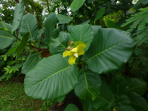 Dillenia suffruticosa, the main host of Enpinanga borneensis in Cyberjaya, Kuala Lumpur area, Selangor, Malaysia. Photo: &copy; Tony Pittaway.