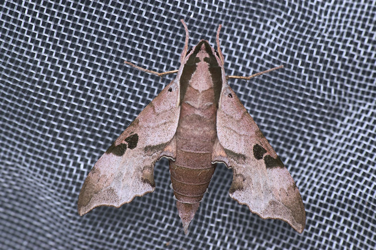 Male Enpinanga assamensis, Hong Kong, 2020. Photo: &copy; WangDa Cheng.