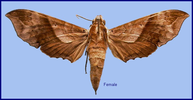 Female Enpinanga assamensis. Photo: &copy; NHMUK