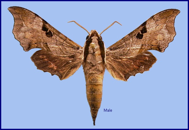 Male Enpinanga assamensis. Photo: &copy; NHMUK