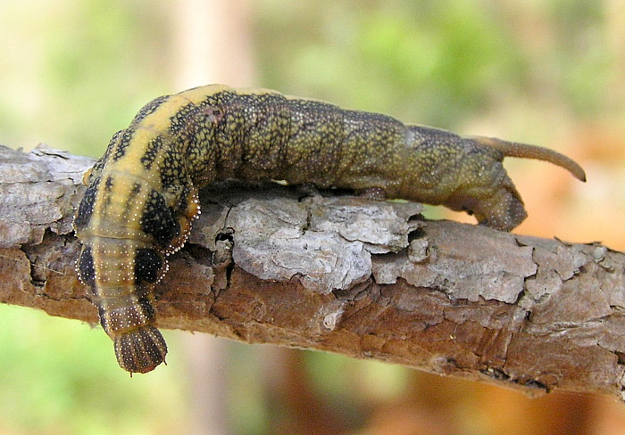 Pre-pupation larva of Enpinanga assamensis, Kon Ka Kinh National Park general office, Gia Lai Province, Vietnam, 820m, 10.iv 2012. Photo: &copy; Vadim Zolotuhin