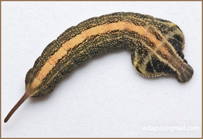 Pre-pupation larva of Enpinanga assamensis, Hong Kong, 2020. Photo: &copy; WangDa Cheng.