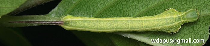 Fourth instar larva of Enpinanga assamensis, Hong Kong, 2020. Photo: &copy; WangDa Cheng.