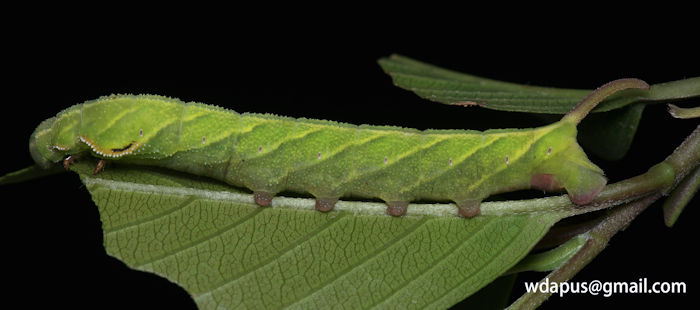 Final instar larva of Enpinanga assamensis, Hong Kong, 2020. Photo: &copy; WangDa Cheng.