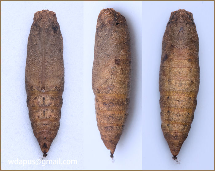 Pupa of Enpinanga assamensis, Hong Kong, 2020. Photo: &copy; WangDa Cheng.