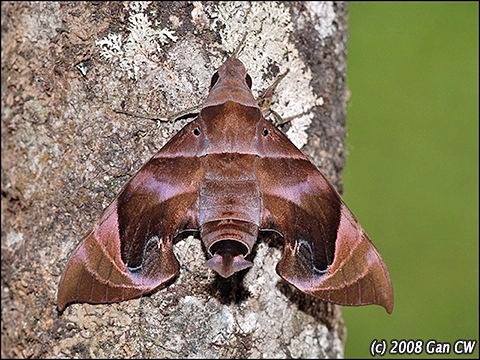 Adult Eurypteryx bhaga, Bukit Fraser, Malaysia. Photo: &copy; CheongWeei Gan.