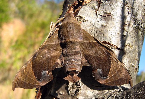 Adult Eurypteryx bhaga, Doi Angkhang, Chiang Mai, Thailand, 26.vii.2006, 1400m. Photo: &copy; Thomas Ihle.
