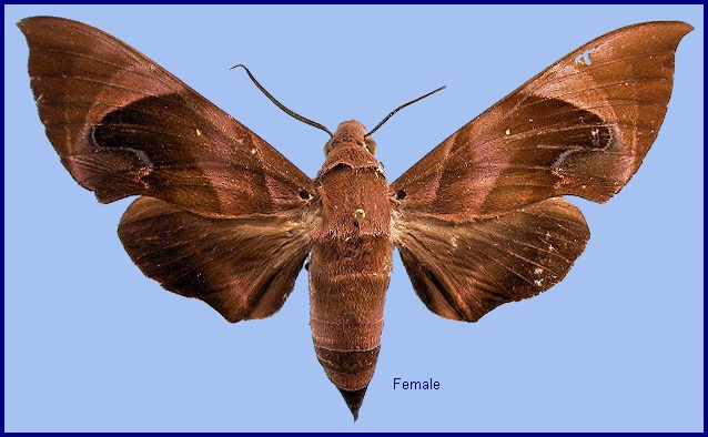 Female Eurypteryx bhaga. Photo: &copy; NHMUK