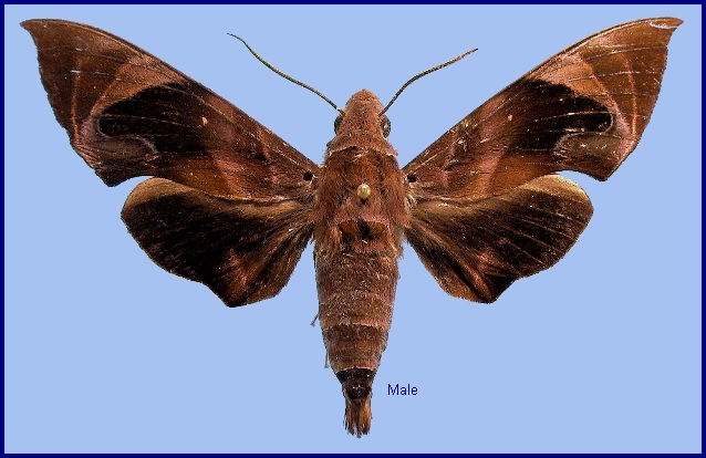 Male Eurypteryx bhaga. Photo: &copy; NHMUK
