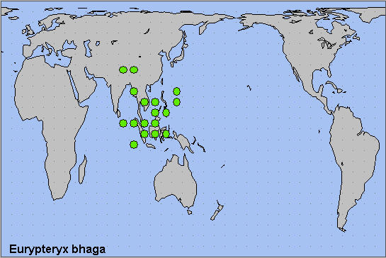 Global distribution of Eurypteryx bhaga. Map: &copy; NHMUK.