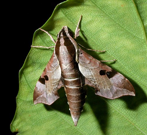 Male Enpinanga borneensis, Singapore. Photo: &copy; Leong Tzi Ming.
