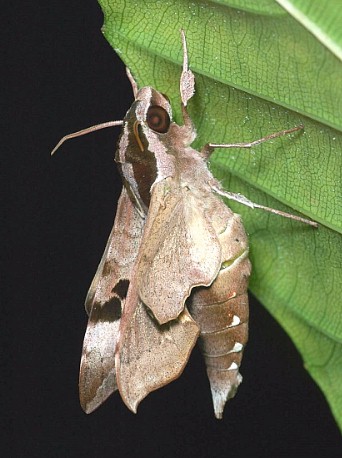 Male Enpinanga borneensis, Singapore. Photo: &copy; Leong Tzi Ming.