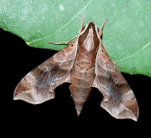 Female Enpinanga borneensis, Singapore. Photo: &copy; Leong Tzi Ming.