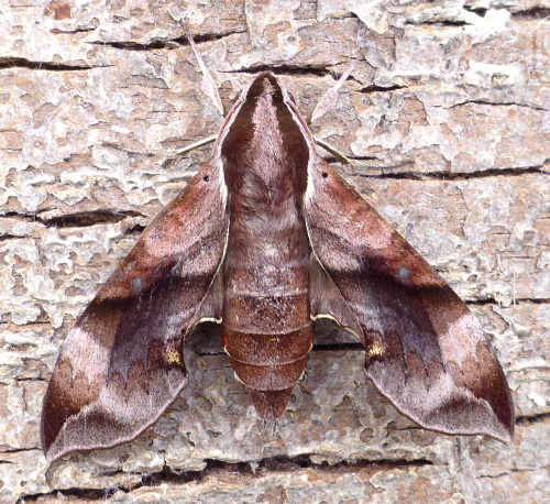 Female Enpinanga borneensis, Cyberjaya, Kuala Lumpur area, Selangor, Malaysia, iv.2017. Photo: &copy; Tony Pittaway.